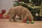 Preview: Kuscheln & Schnüffeln - Weihnachtsschlitten - ca. 23 cm